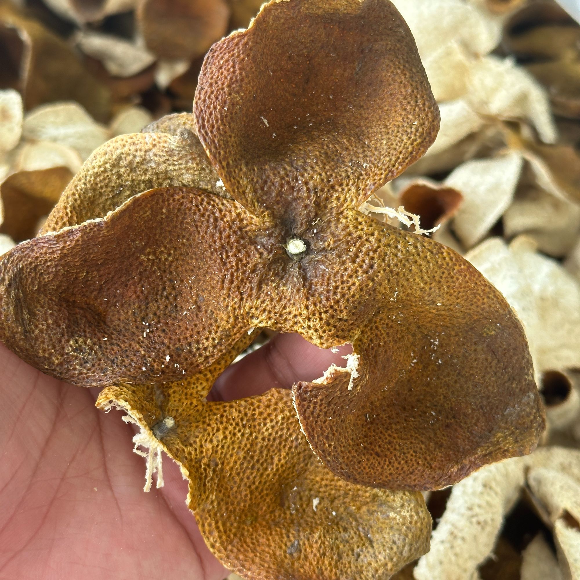 【新皮断皮链接】新会陈皮南坦【圈枝】断皮