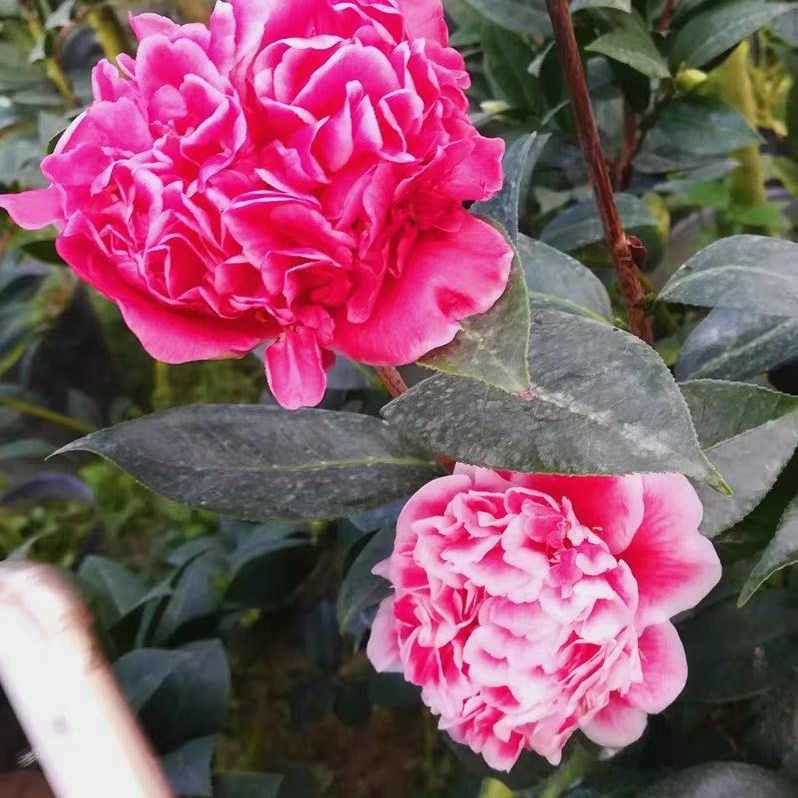 【龙火珠】名贵品种茶花盆栽花色多山茶花盆栽花卉绿植阳台庭院