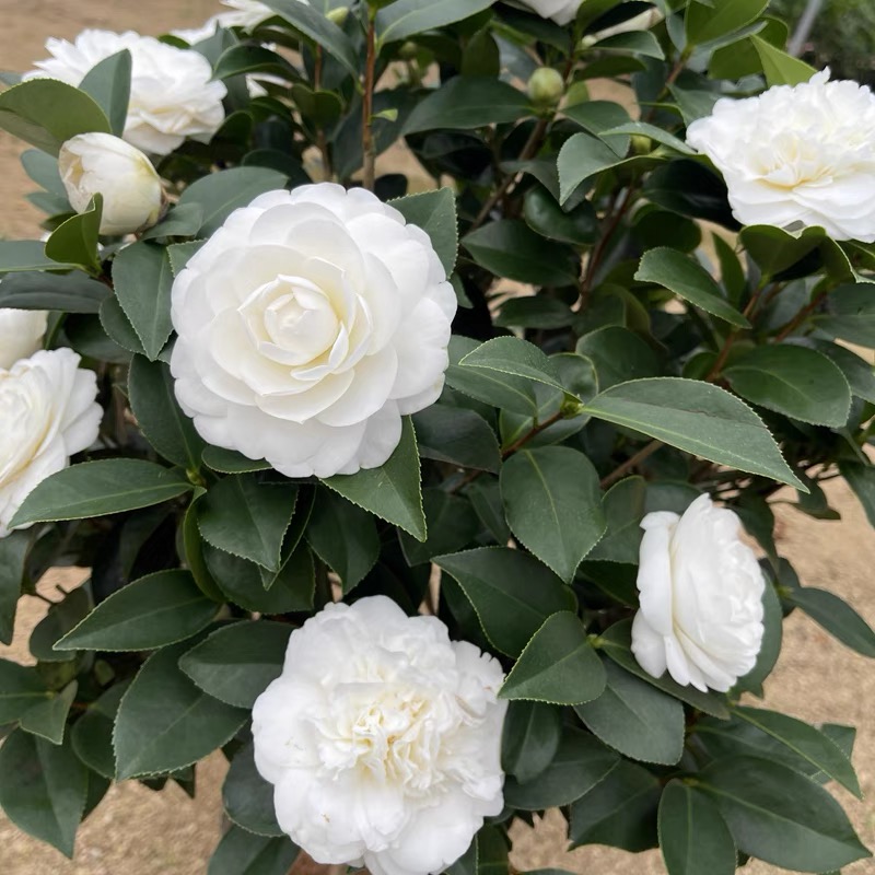 【白玉丹】名贵白色系香奈儿山茶花系列盆栽花卉白赤丹阳台庭院