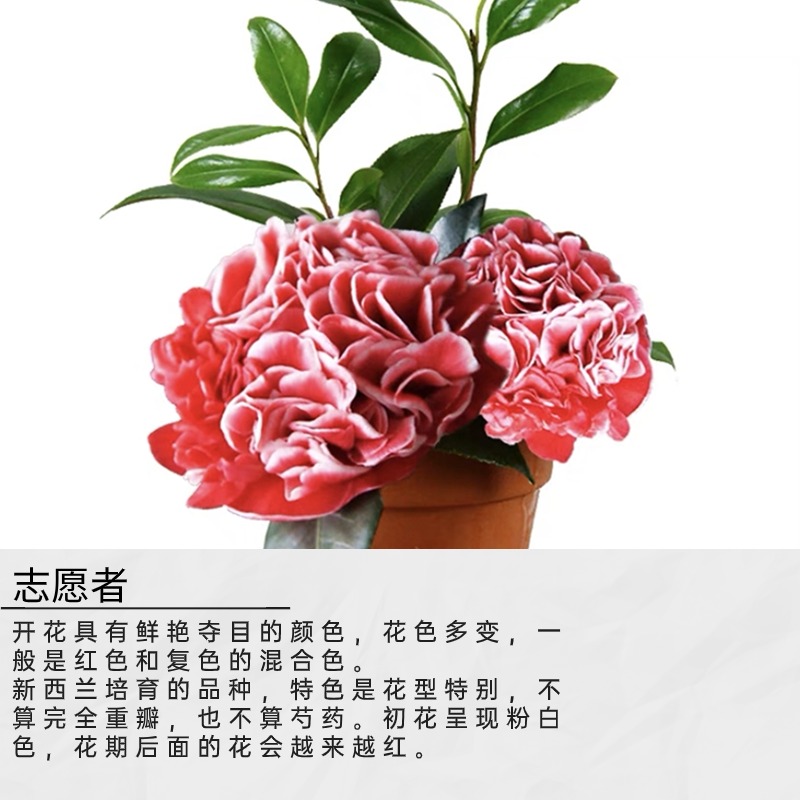 【志愿者】千家园山茶花盆栽名贵稀有品种复色拖桂型当年开花阳台