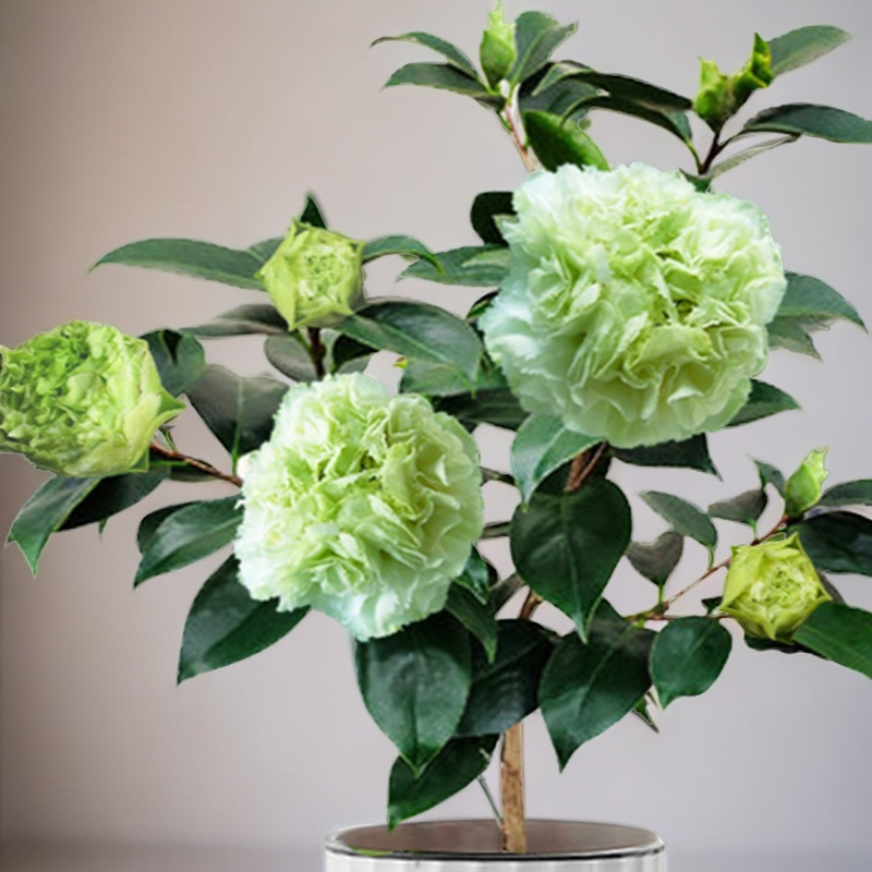 【绿可娜】绿白色山茶花绿云盆栽千家园嫁接茶花传统名贵品种花卉
