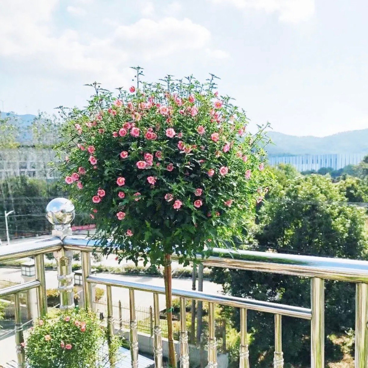 小木槿棒棒糖微草莓花苗盆栽四季开花好养适合阳台庭院花卉盆栽