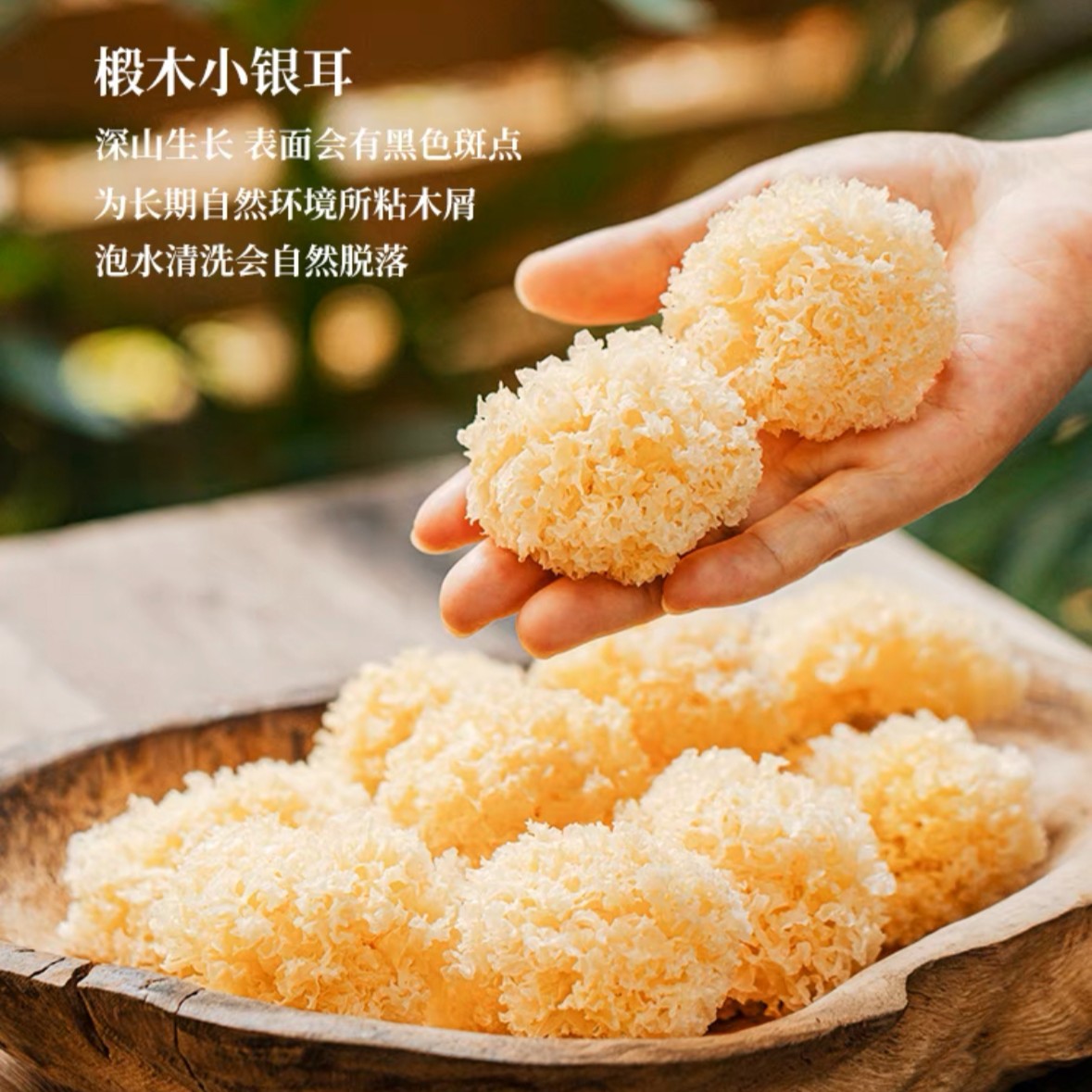 深山野外椴木小银耳香甜软糯高泡易出胶