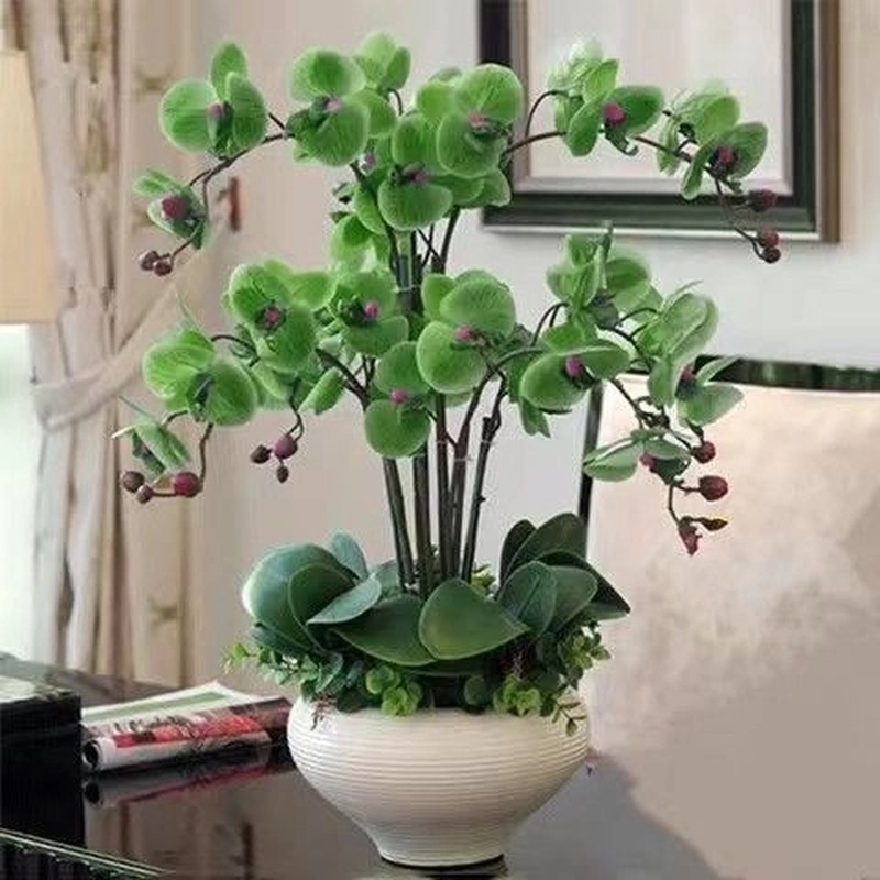 蝴蝶兰花苗带花剑带花苞盆栽兰花大苗客厅室内植物花卉四季好养活