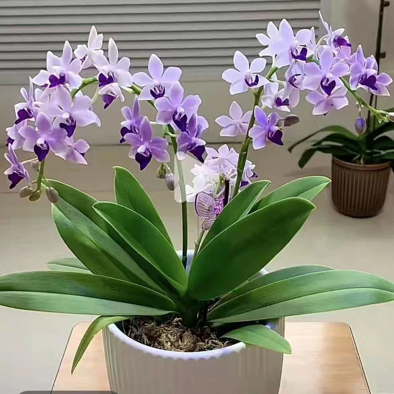 蝴蝶兰花苗带花剑带花苞盆栽兰花大苗客厅室内植物花卉四季好养活