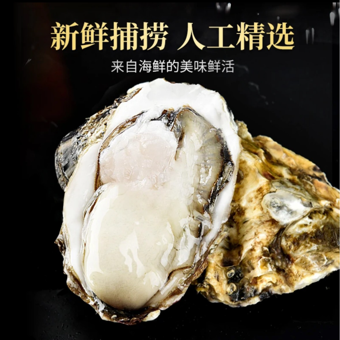 （顺丰包邮）鲜活正宗乳山生蚝 精品牡蛎  肉质鲜美