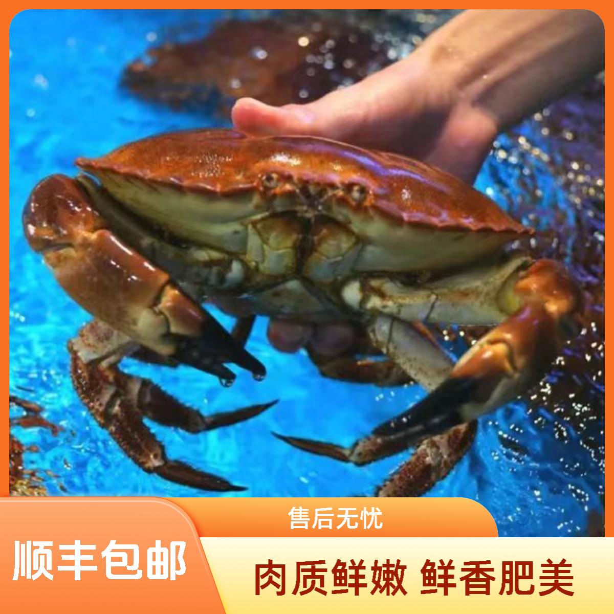 【鲜活发货】新鲜公面包蟹（1.5斤~1.8斤/只）肉质鲜嫩到货不保活