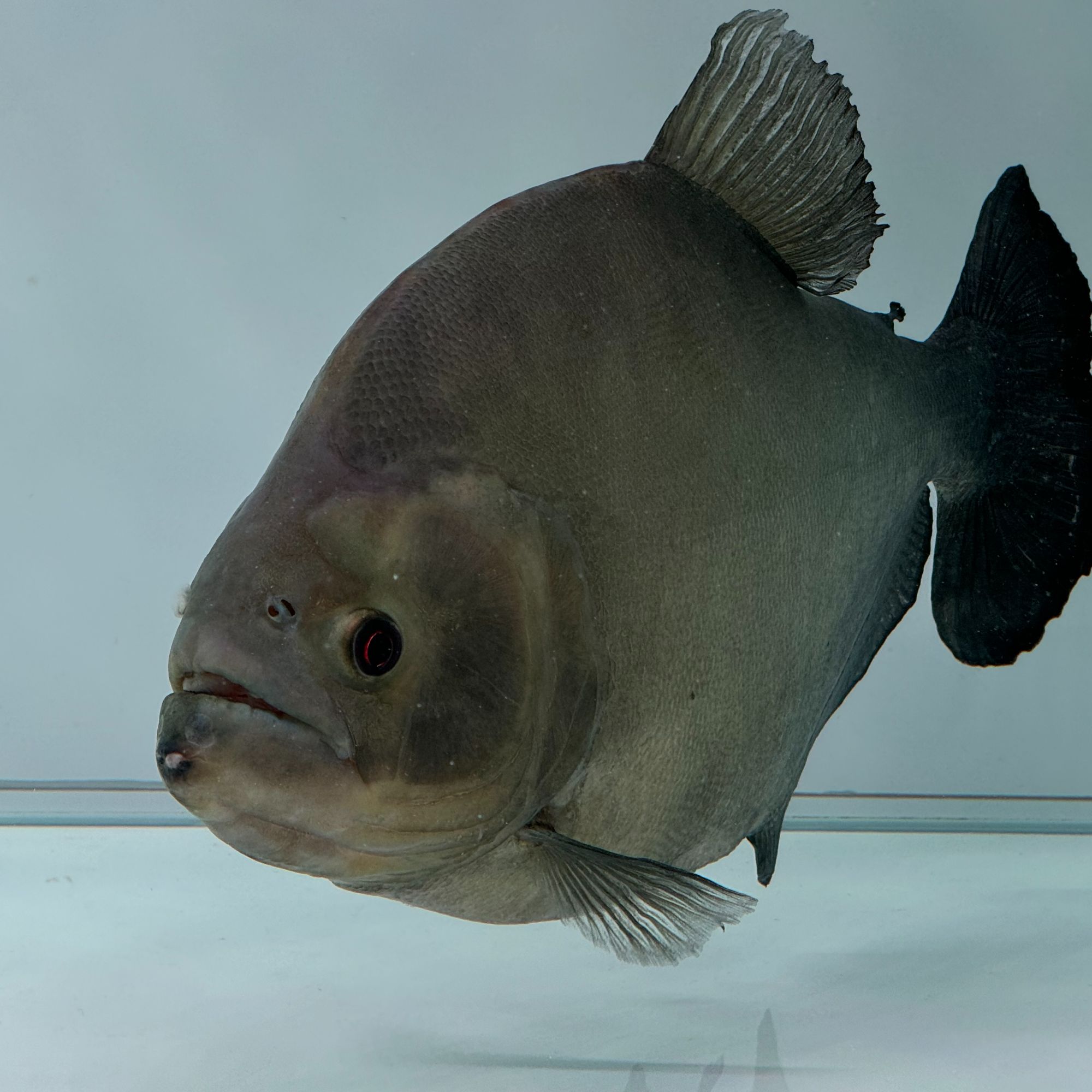 大秘鲁普黑观赏鱼