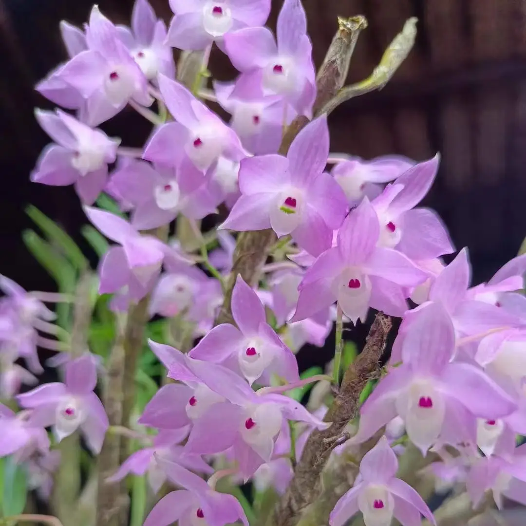 仙气飘飘的重唇石斛，粉色系