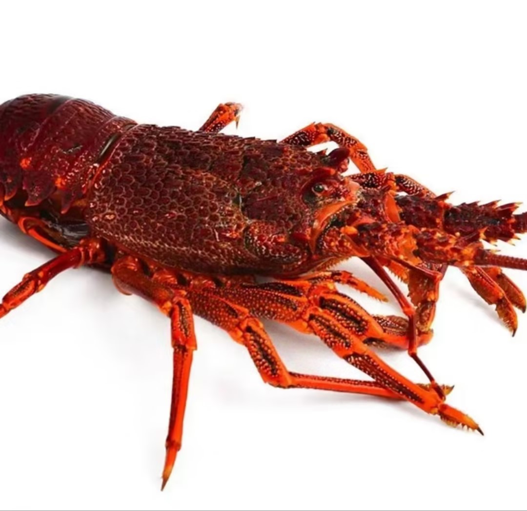 澳洲龙虾1.7-1.9斤[延安同城1-2小时配送] 宰杀需备注