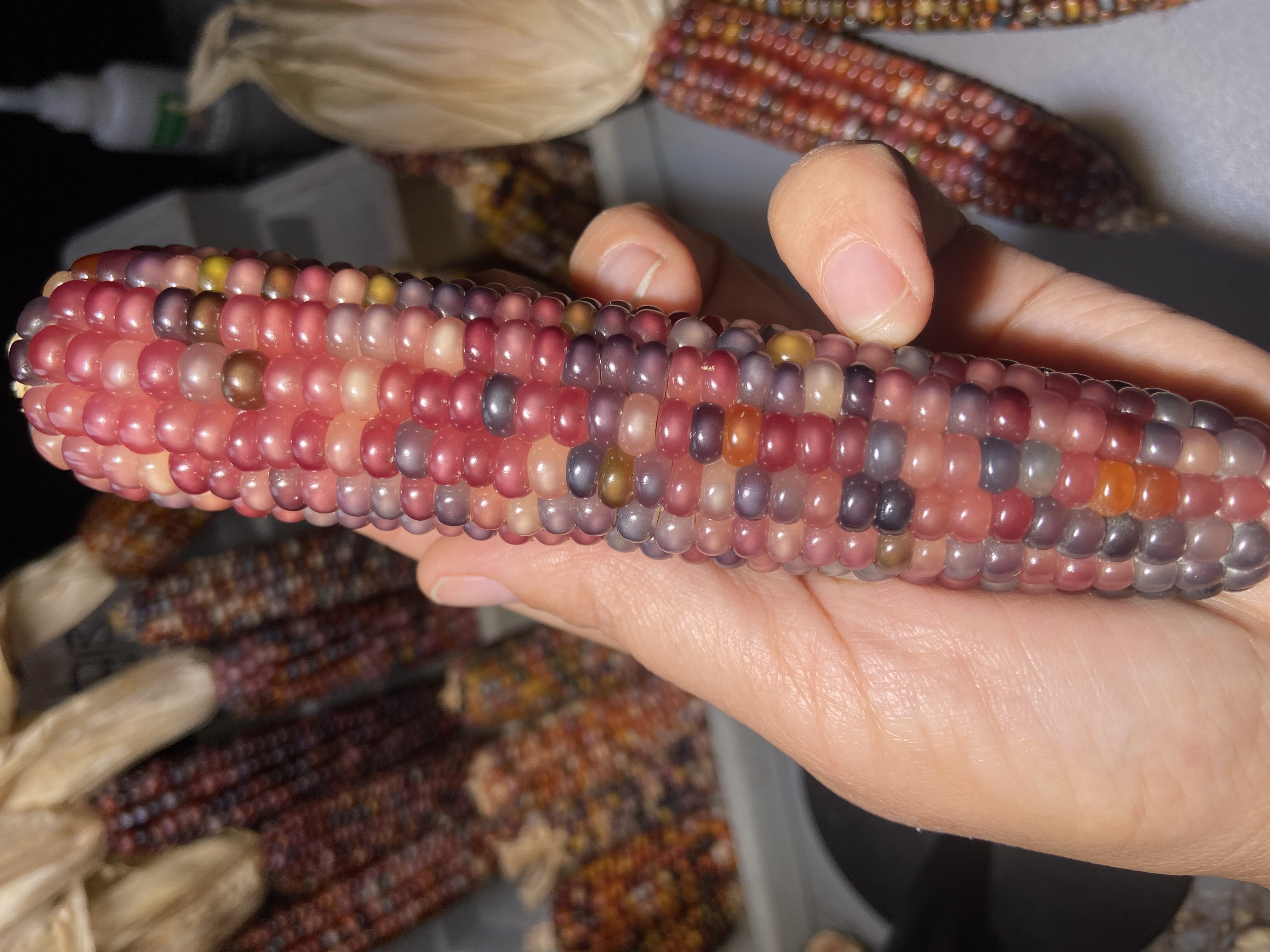 家具摆件小玉米摆件手把件