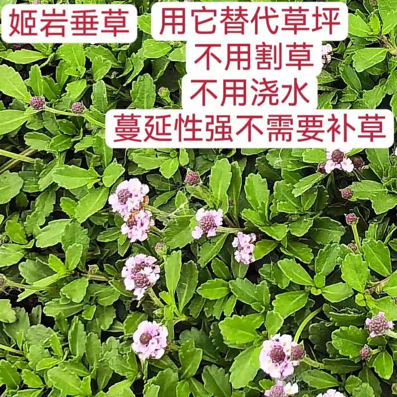 姬岩垂草草皮地被植物草苗草籽耐热耐寒庭院花境造景矮生匍匐铺地