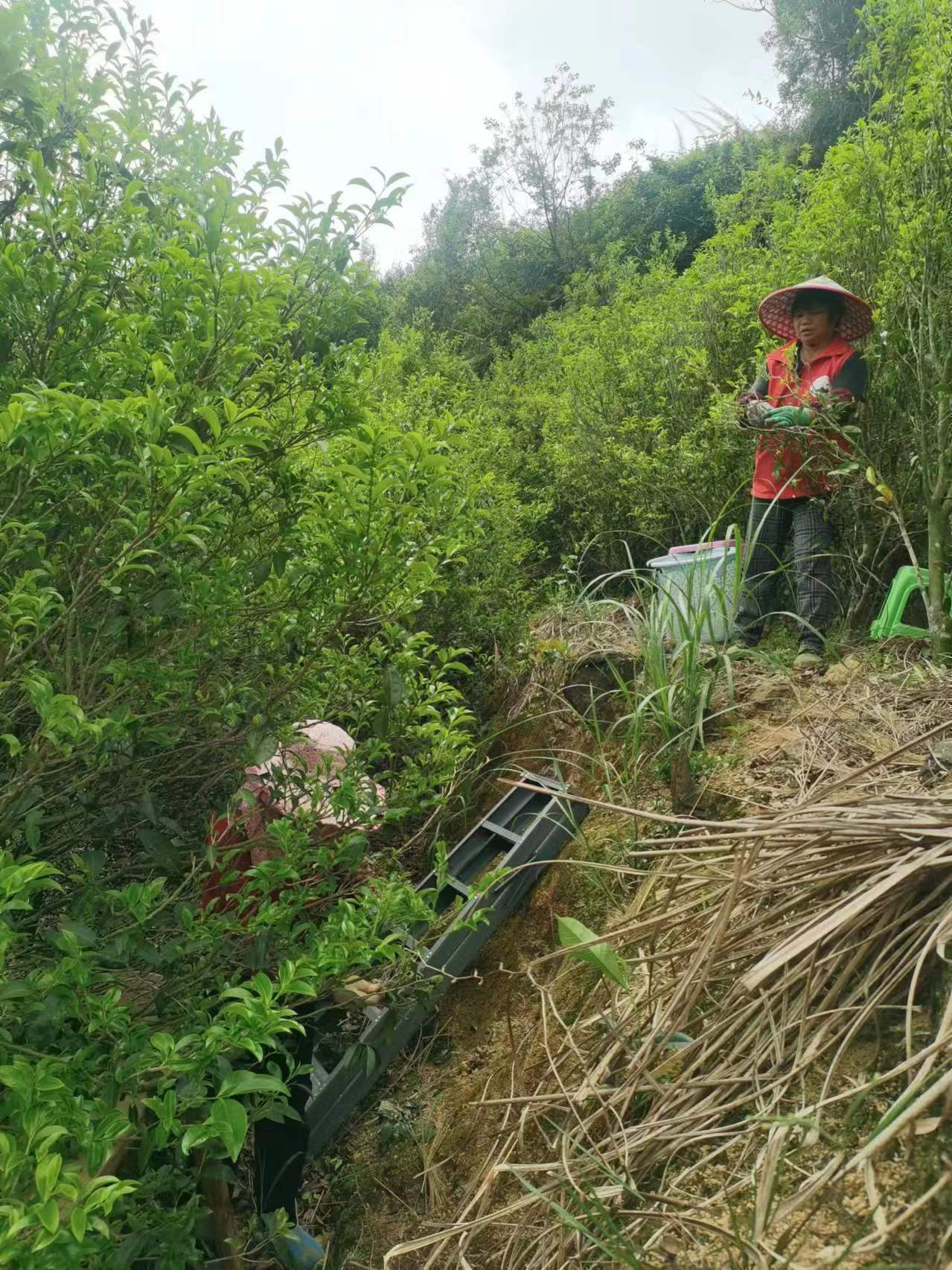 凤凰山里人2025高山老丛輋门单丛（中熟火）传统碳焙茶