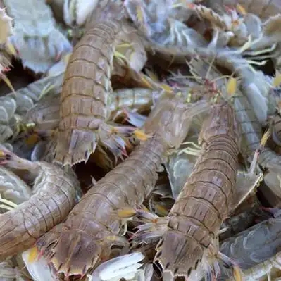 鲜活皮皮虾一斤新鲜