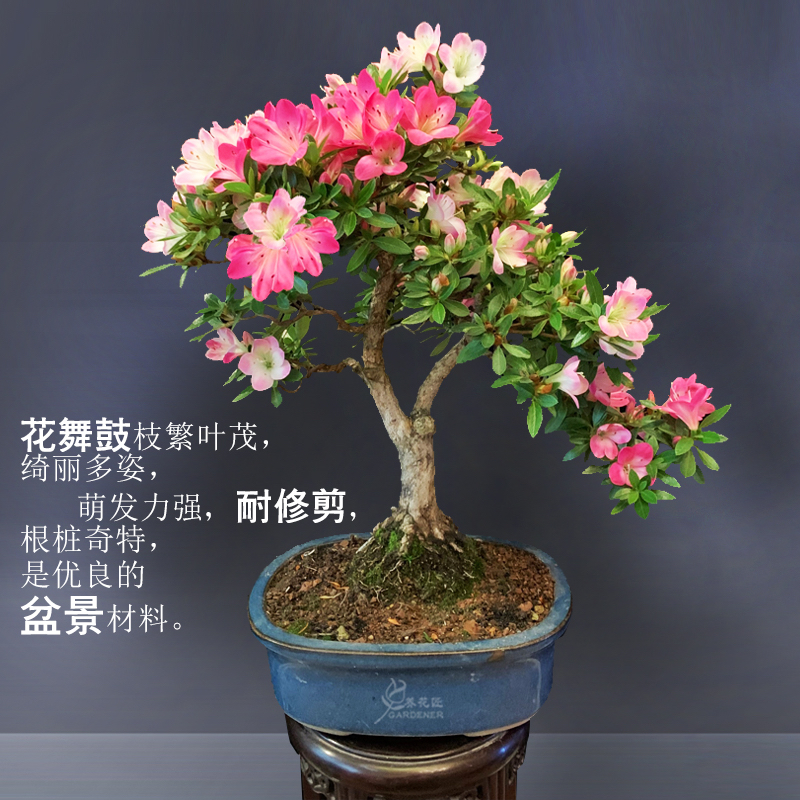 皋月系列花舞鼓杜鹃花耐寒耐热庭院阳台室内夏季开多季绿植盆栽种