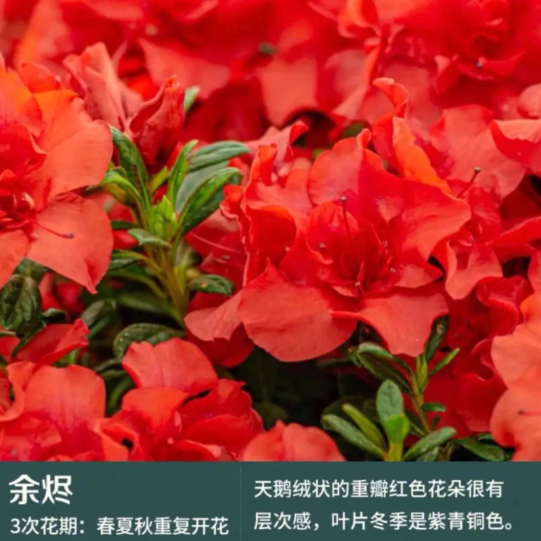 紫花杜鹃盆景老桩自然造型室内绿植观赏植物