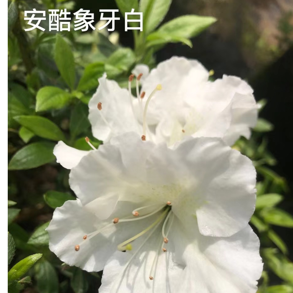 安酷杜鹃花四季品种耐寒耐热单瓣观赏植物盆栽