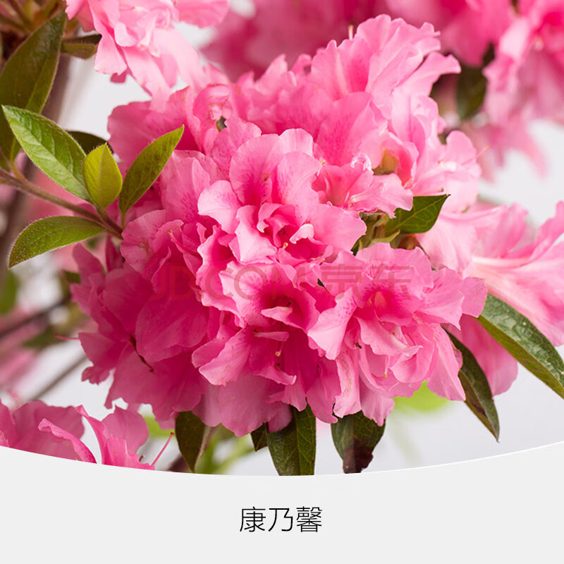杜鹃盆栽庭院花卉耐寒四季常绿阳台花园装饰植物