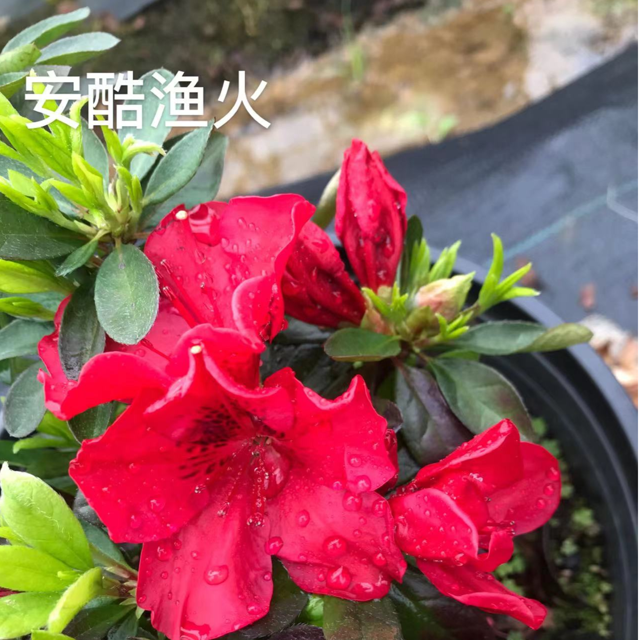 百年老杜鹃盆景安酷系列 渔火老桩植物花期耐寒耐热（全场不包邮）