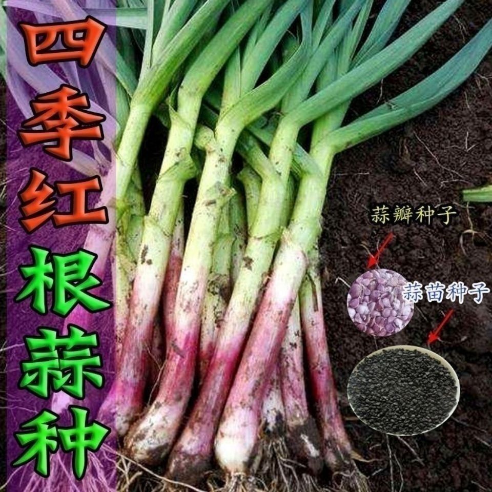 红头蒜苗种子四季播大蒜苗种子阳台盆栽棚种香蒜硬叶蒜苗蒜苗种籽