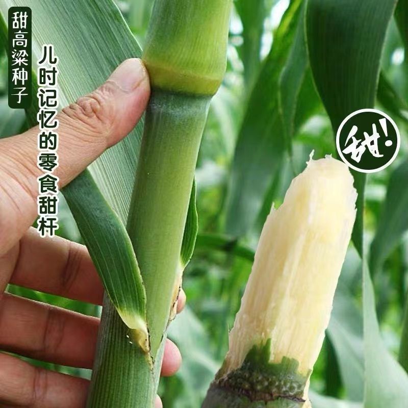 甜甜杆种子春夏秋季播甘甜多汁水果型甜高粱北方小甜杆甘蔗种籽