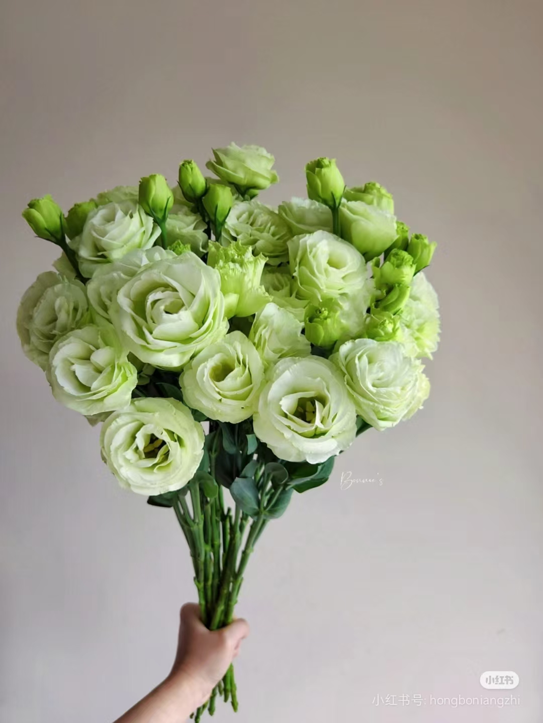 绿色洋桔梗 鲜花   同一地址任意两单加配草一扎