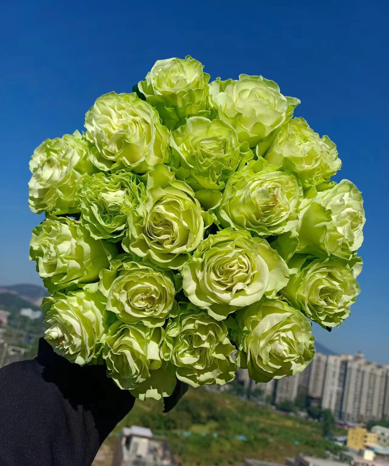 【小乔】玫瑰  同一地址任意两单送配草一扎