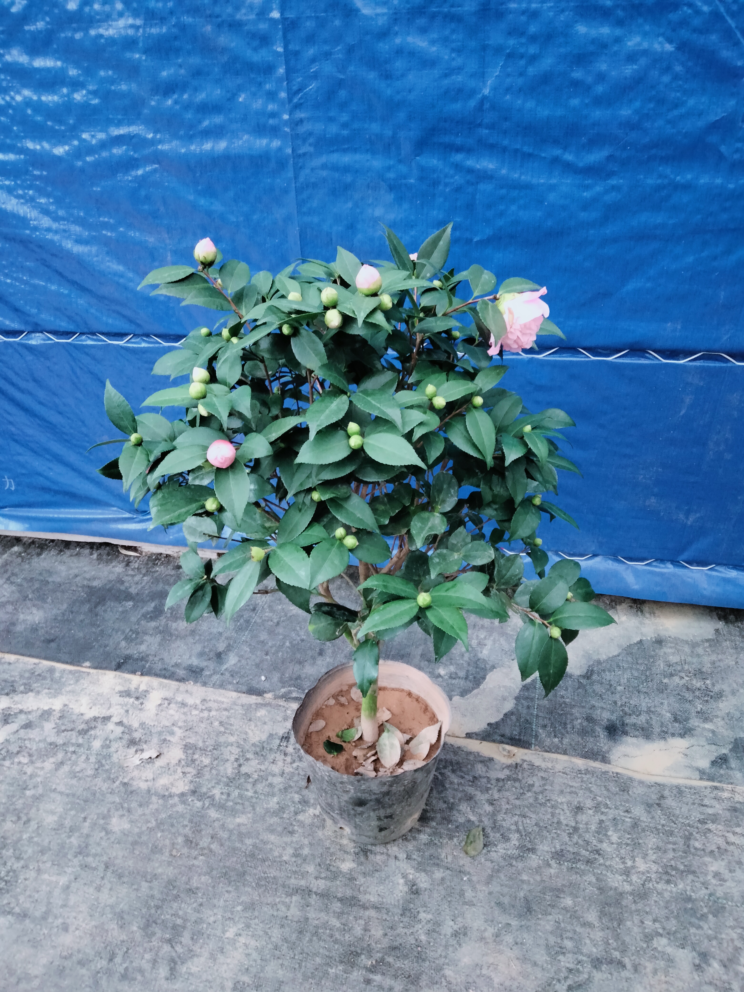 香妃茶花盆栽地栽绿植
