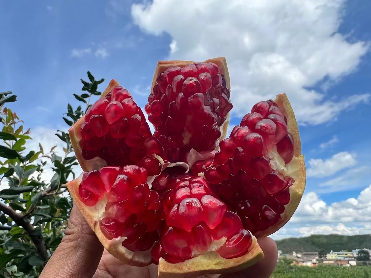 四川会理突尼斯软籽石榴新鲜现采现发5斤8斤