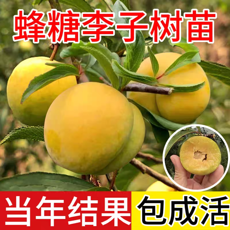 蜂糖李子树苗脆甜脱骨盆栽地栽南北方种植