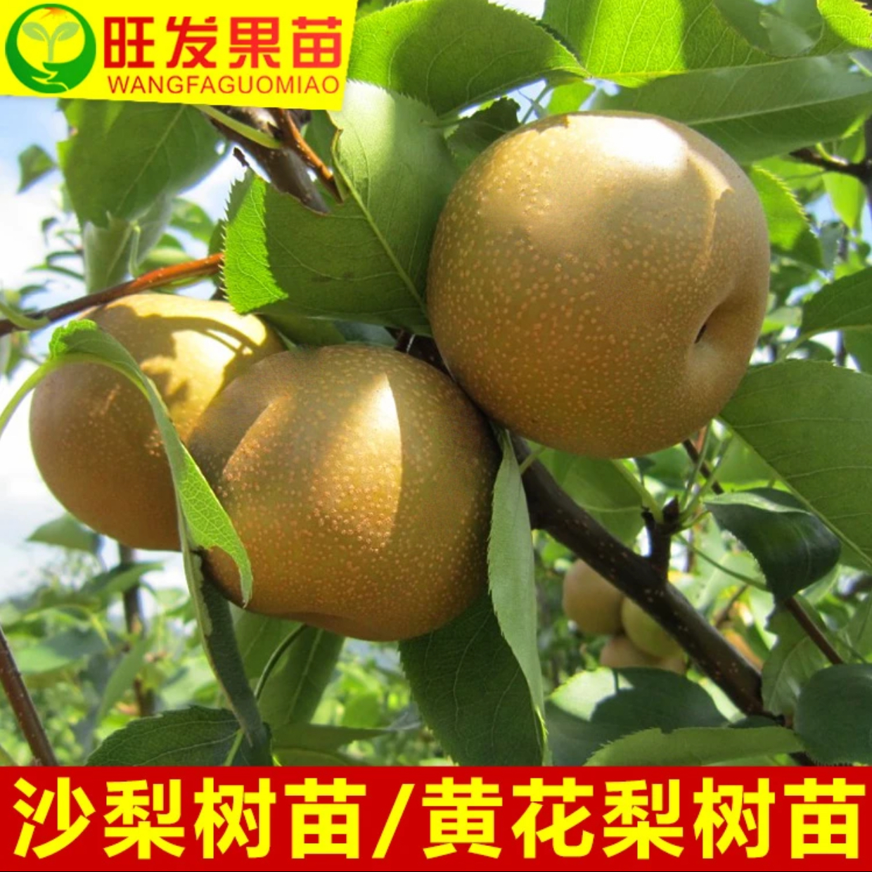 沙梨苗 耐寒品种 好种植好管理