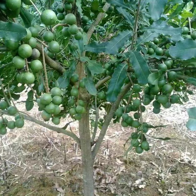 澳洲坚果苗 夏威夷坚果苗