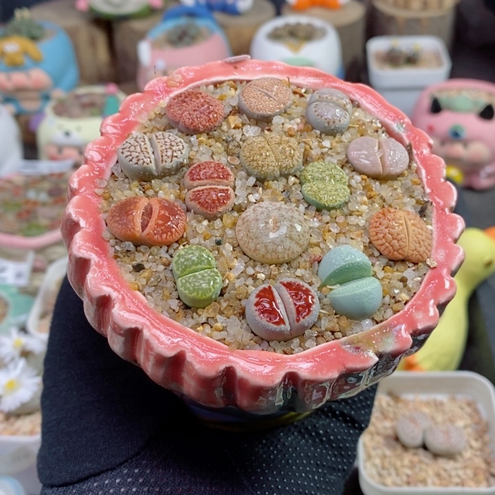 生石花花花花花花716号