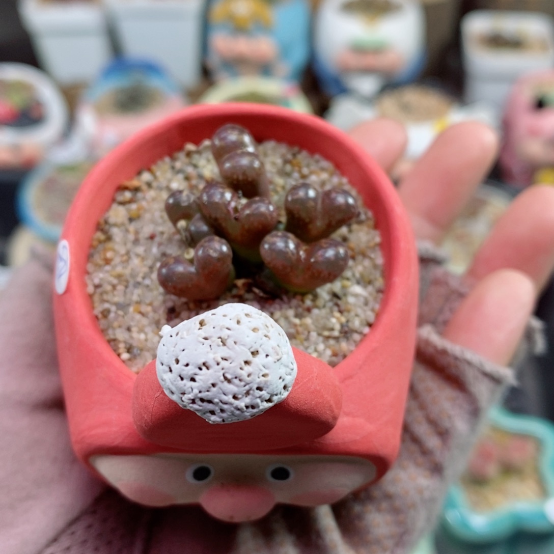 生石花花花花花472号