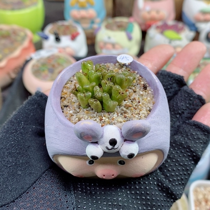 生石花花花花花花700号