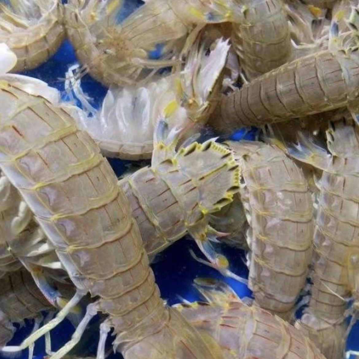 鲜活皮皮虾1斤