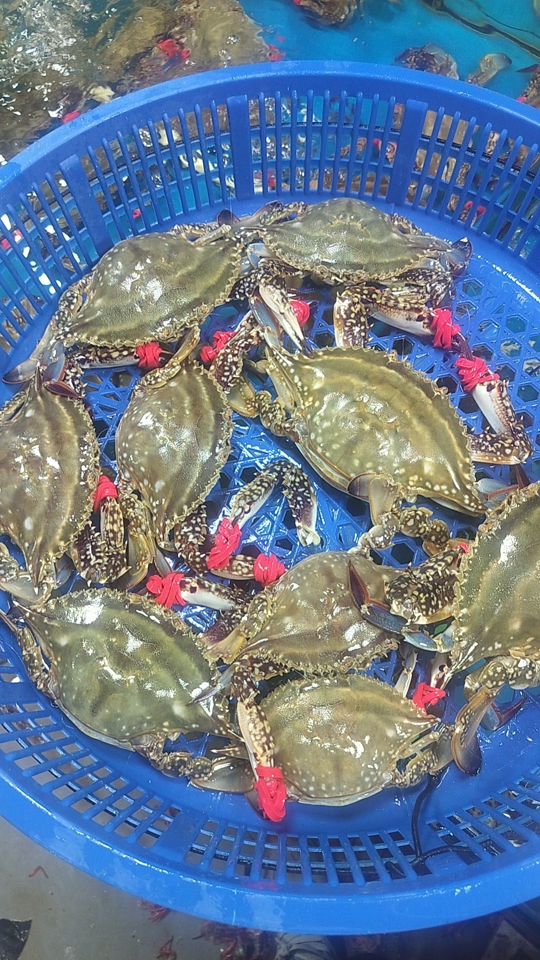 断氧海蟹3斤，保鲜发货