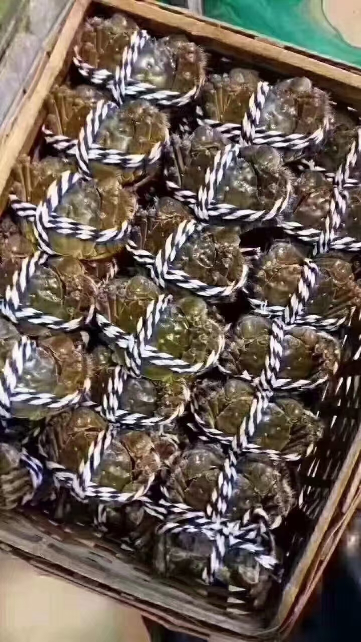 国产太湖河蟹母蟹3.7-4两一个