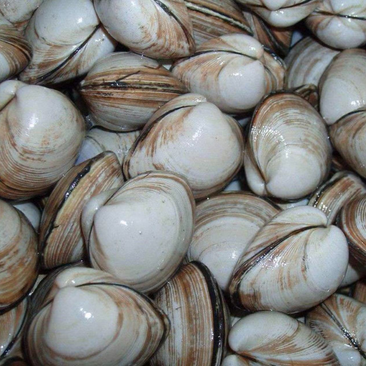 鲜活白蛤一份500g【王四营海鲜市场直发】