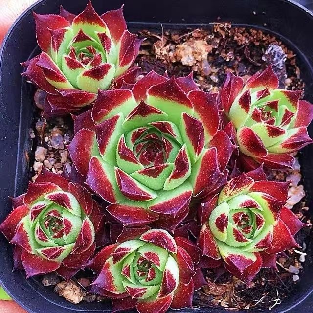 柔情长生草冬季多肉植物爱德华七彩莲室内阳台办公室花卉盆栽夏季
