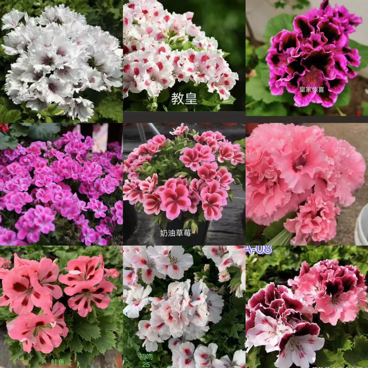 蝴蝶梅大花天盆栽（130盆）中苗