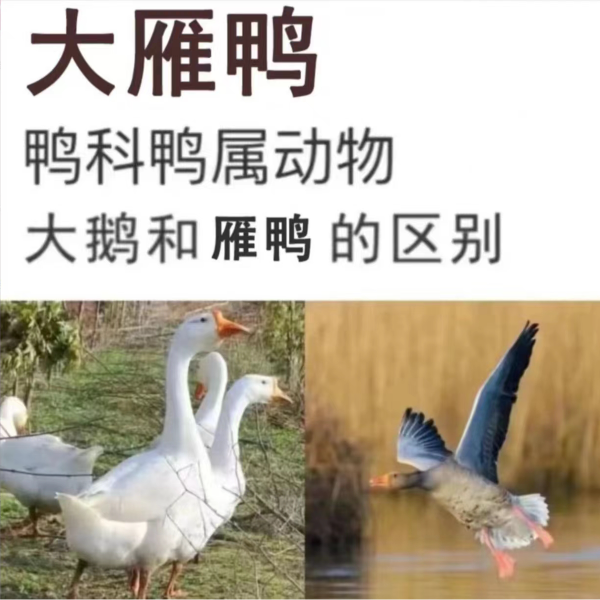 顺丰买1送1散养大雁鸭2只毛重12斤带翅膀内脏除舌头珍宰杀后8-9斤