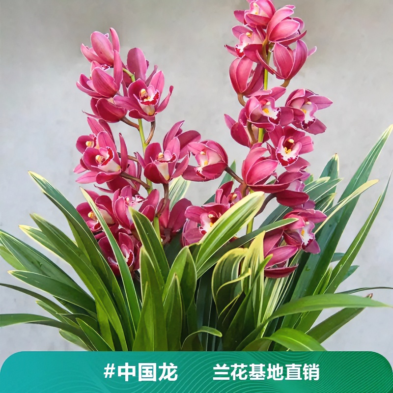 大花蕙兰【矮种中国龙】 阳台 室内均可以养 好养易活  浓香 卧室