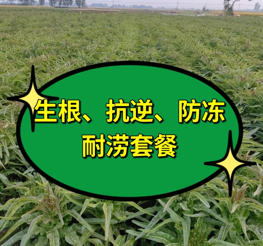 生根抗逆防冻耐涝套餐（每套四桶水）