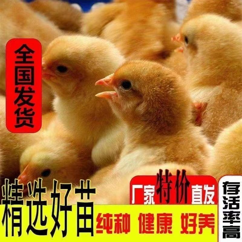 九斤红45 顺丰快递包邮包路损 现货速发