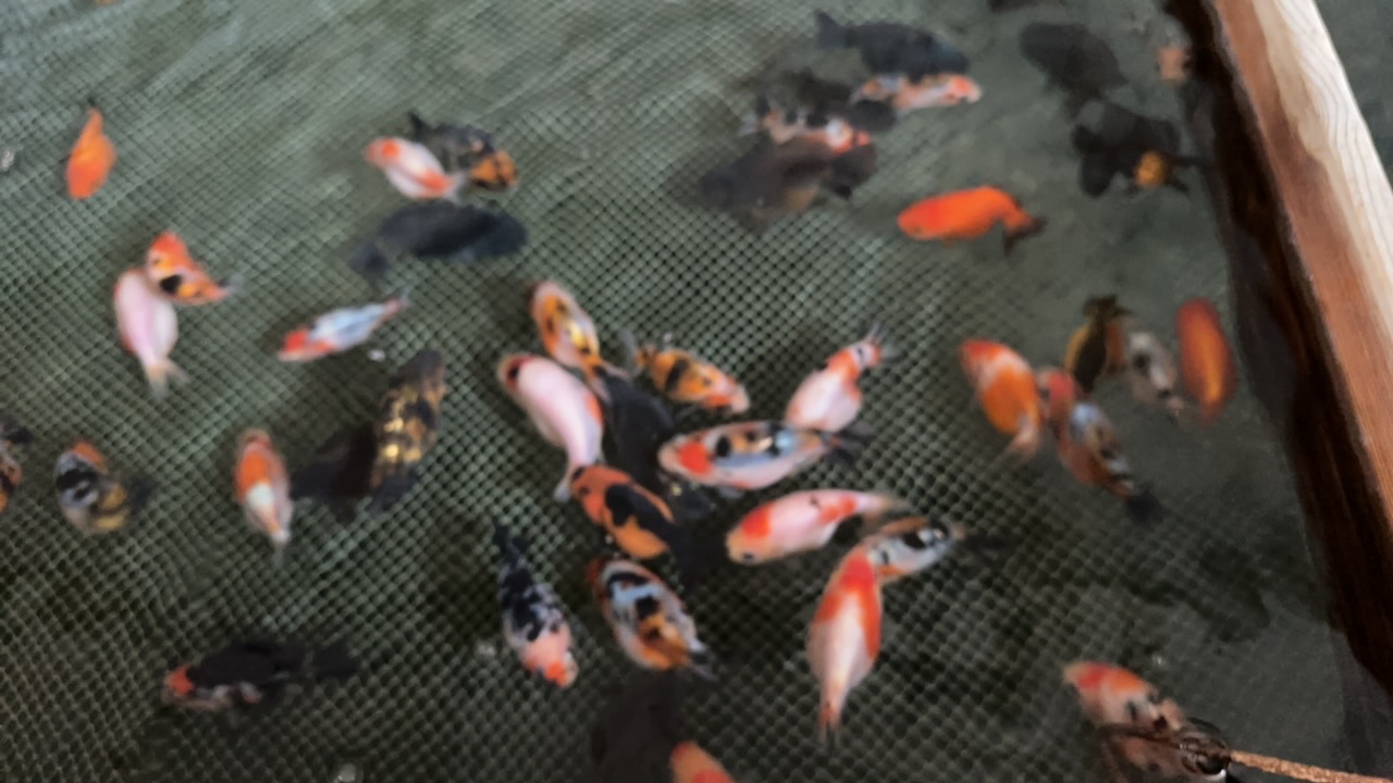 兰寿金鱼观赏鱼兰寿苗