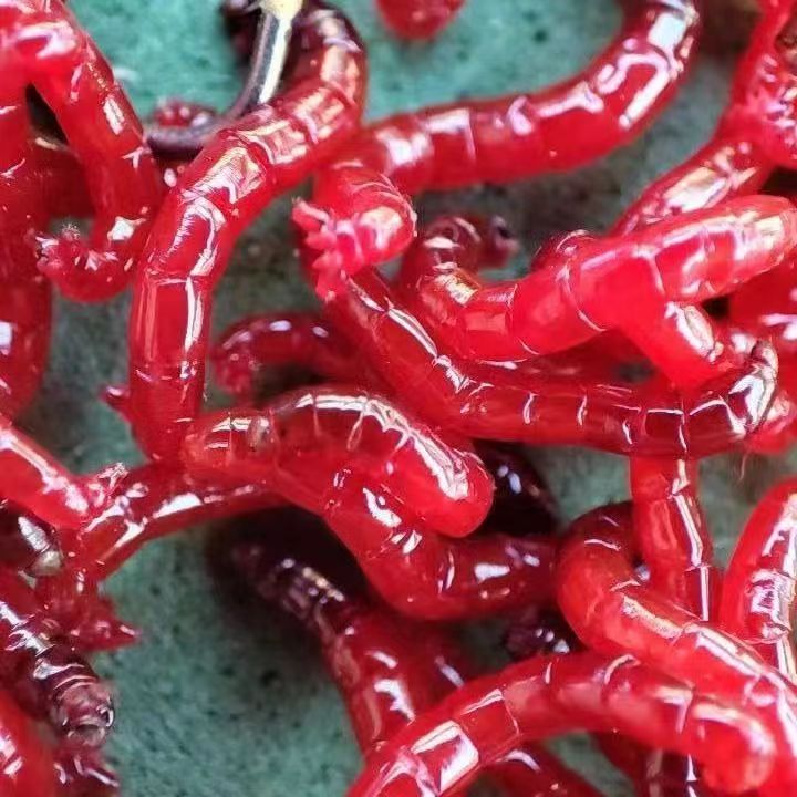 新鲜红虫鱼饵特大号活饵
