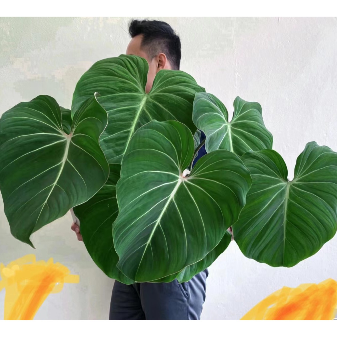 明脉荣耀蔓绿绒 叶子能养到很大心形
