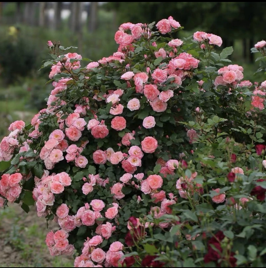 藤樱霞爬藤月季多季开花