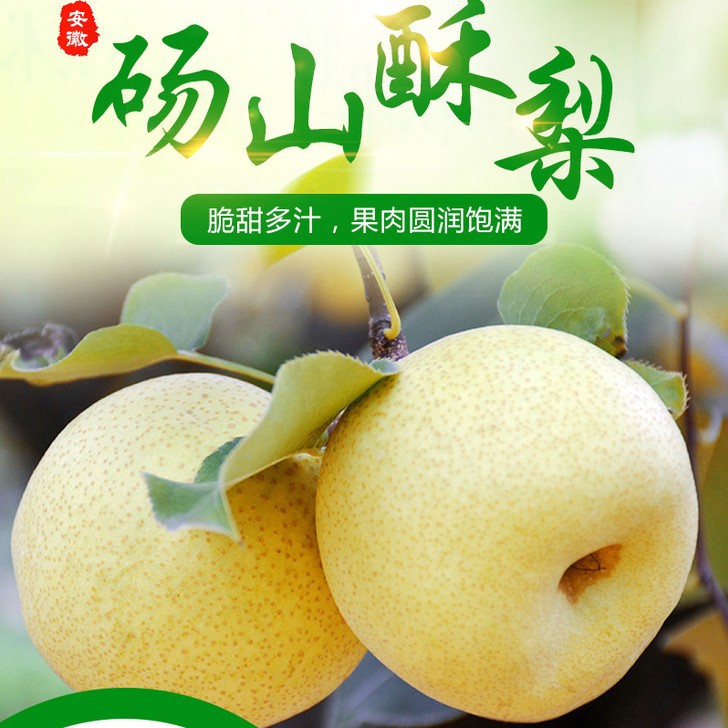 正宗砀山酥梨【沙土地上的百年梨树】【礼盒】